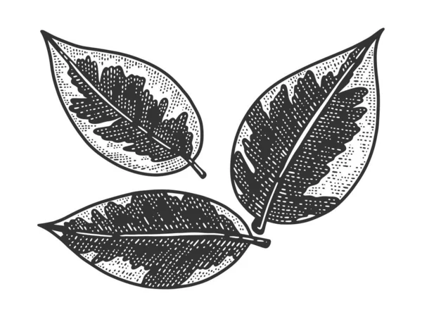 Ficus elastica borracha planta folha esboço gravura vetor ilustração. T-shirt design de impressão de vestuário. Imitação de raspadinha. Imagem desenhada à mão preto e branco . — Vetor de Stock