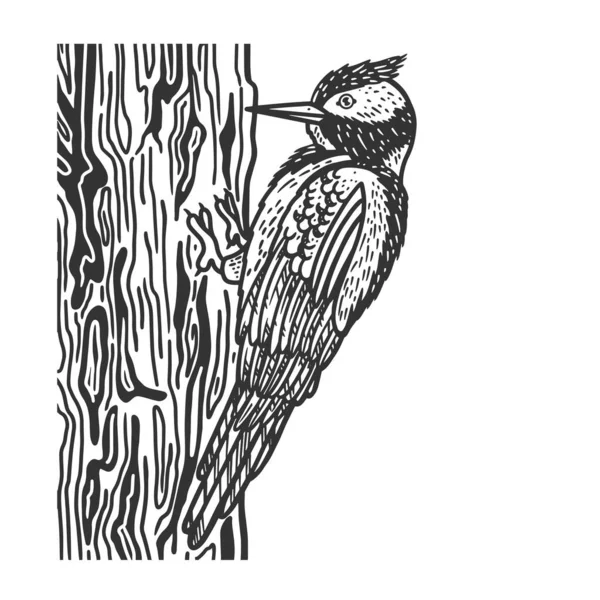 Woodpecker pássaro esboço gravura vetor ilustração. T-shirt design de impressão de vestuário. Imitação de raspadinha. Imagem desenhada à mão preto e branco . —  Vetores de Stock