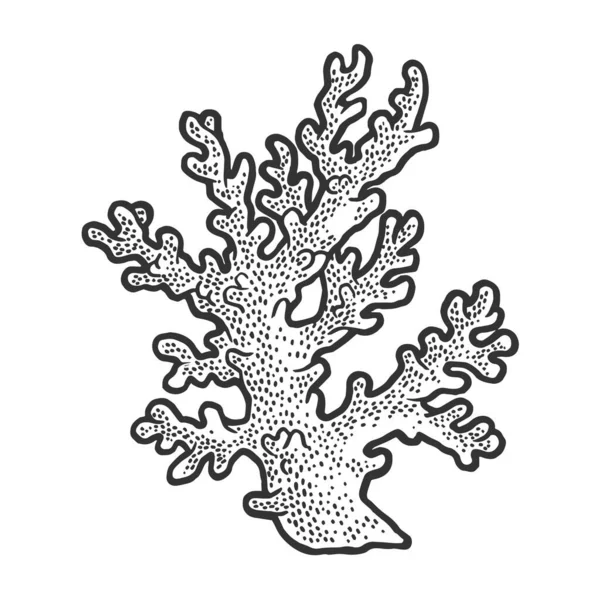 Dibujo de rama de coral grabado vector ilustración. Diseño de estampado de ropa de camiseta. Scratch board imitación. Imagen dibujada a mano en blanco y negro . — Vector de stock