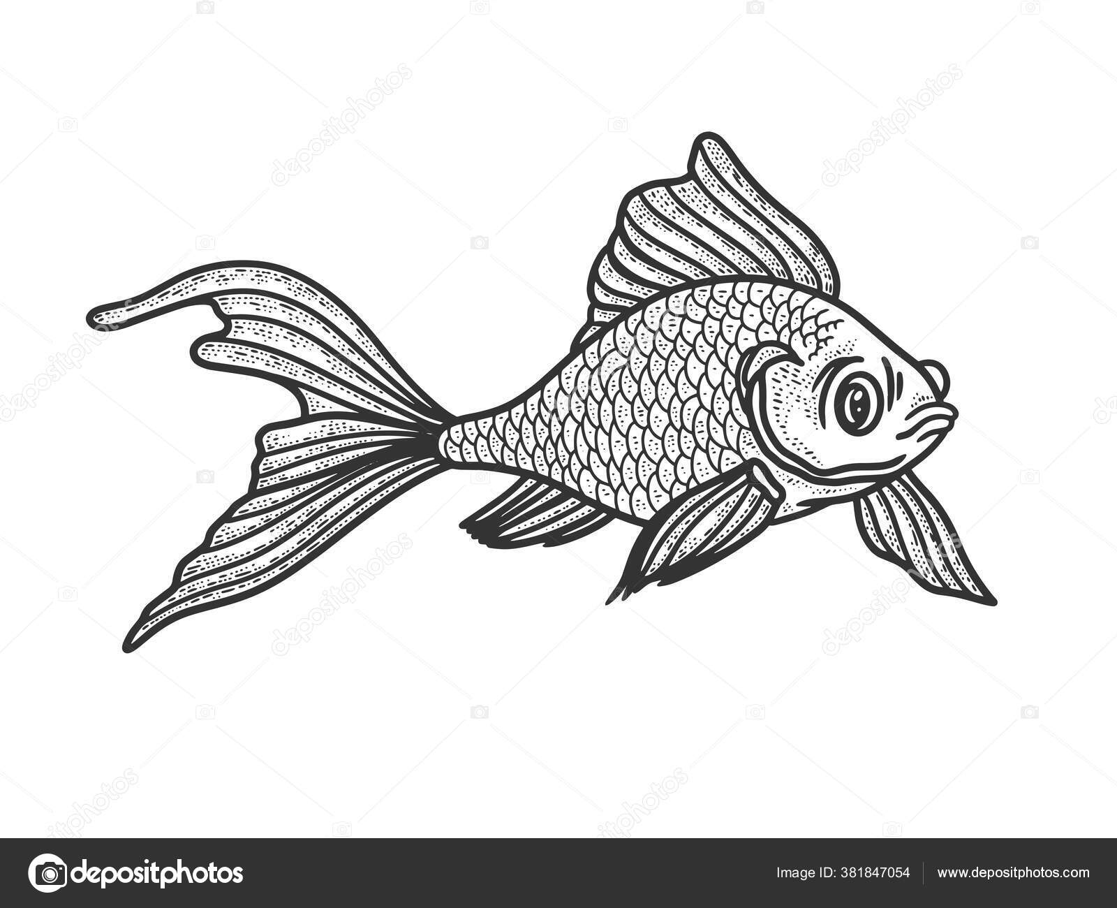Goldfish aquarium fish sketch engraving vector illustration. T-shirt  apparel print design. Scratch board imitation. Black and white hand drawn  image. Stock Vector by ©AlexanderPokusay 381847054