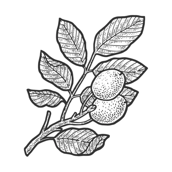 クルミの木の植物のスケッチベクトルイラストを彫る。Tシャツのアパレルプリントデザイン。スクラッチボードの模倣。黒と白の手描き画像. — ストックベクタ