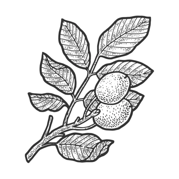 Walnut tree plant sketch engraving vector illustration. T-shirt apparel print design. Scratch board imitation. Black and white hand drawn image. — Stock Vector