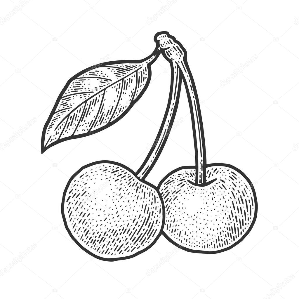 sweet cherry berry sketch engraving vector illustration. T-shirt apparel print design. Scratch board imitation. Black and white hand drawn image.