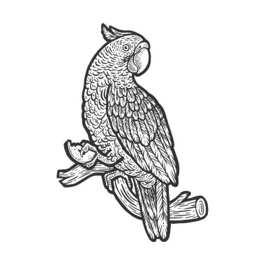 Çizimde elmalı papağan ve kabartma vektör çizimi. Tişört giysisi baskısı tasarımı. Çizik tahtası taklidi. Siyah beyaz el çizimi resim.