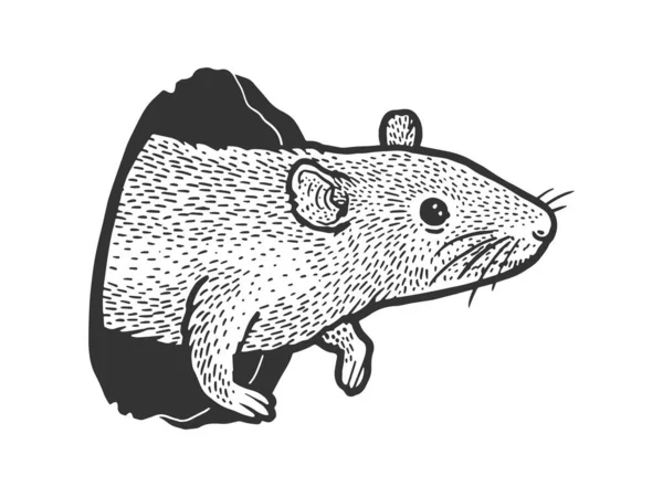 Rato rato espreita para fora do buraco esboço gravura vetor ilustração. T-shirt design de impressão de vestuário. Imitação de raspadinha. Imagem desenhada à mão preto e branco . — Vetor de Stock