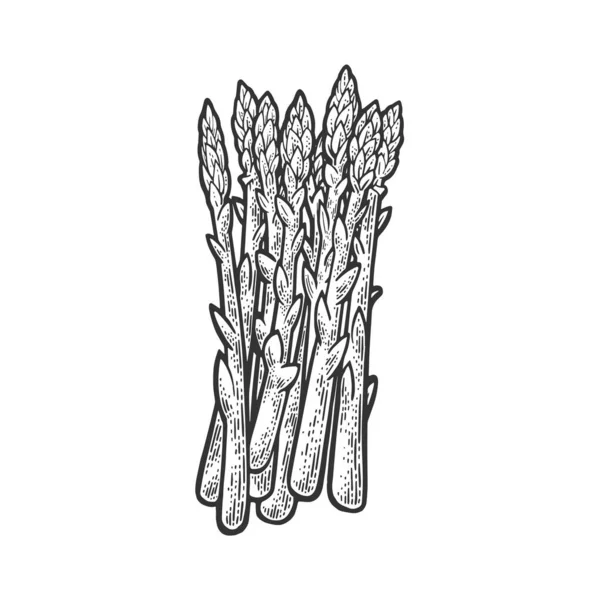 Asperges plante nourriture croquis gravure vectoriel illustration. T-shirt imprimé design. Imitation de carte à gratter. Image dessinée à la main noir et blanc. — Image vectorielle