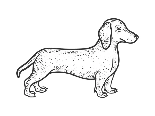 Dachshund salsicha cão esboço gravura vetor ilustração. T-shirt design de impressão de vestuário. Imitação de raspadinha. Imagem desenhada à mão preto e branco . — Vetor de Stock