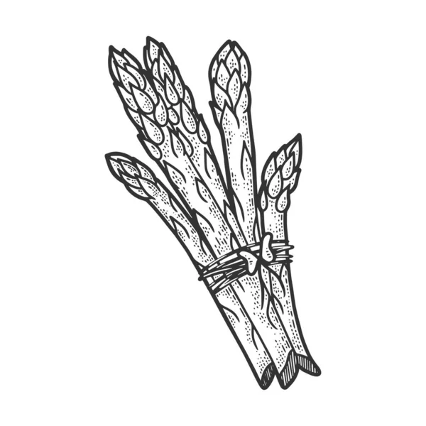 아스파라거스는 벡터 삽화에 음식 스케치를 심는다. 티셔츠 의류인 쇄 디자인. 스크래치 보드 모방. 손으로 그린 흑백 그림. — 스톡 벡터
