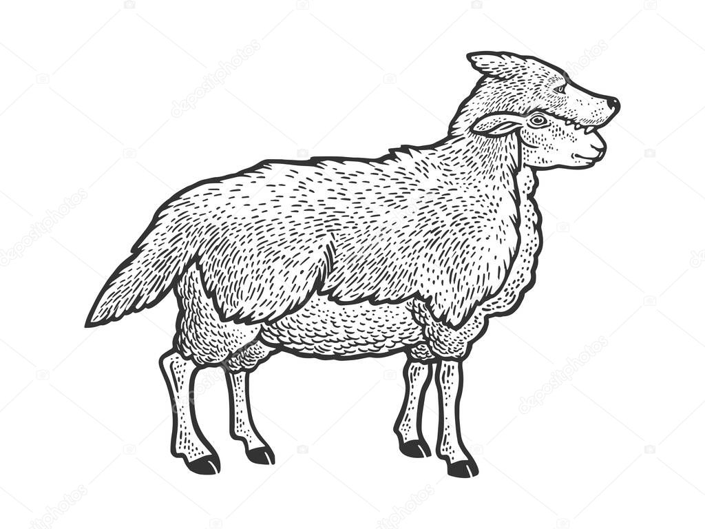 Sheep in wolf clothing sketch engraving vector illustration. T-shirt apparel print design. Scratch board style imitation. Black and white hand drawn image.