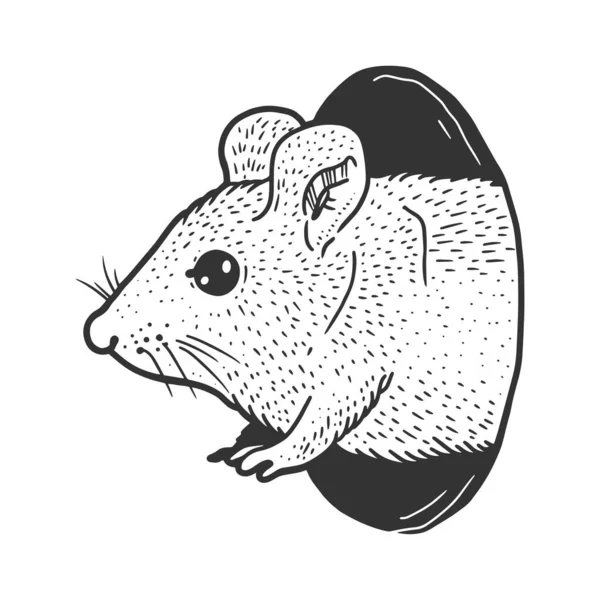 Muis rat gluurt uit gat schets graveren vector illustratie. T-shirt kleding print ontwerp. Krasplank imitatie. Zwart en wit met de hand getekend afbeelding. — Stockvector