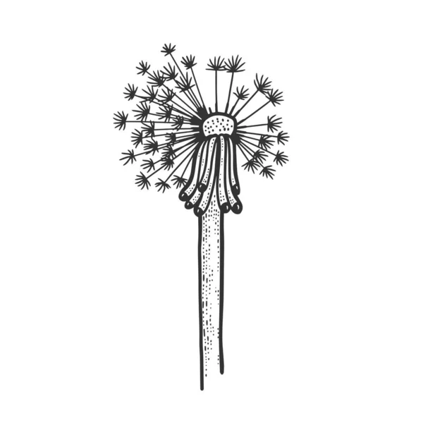 Dandelion flor planta esboço gravura vetor ilustração. T-shirt design de impressão de vestuário. Imitação de raspadinha. Imagem desenhada à mão preto e branco . — Vetor de Stock