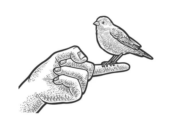 Pássaro de estimação canário sentado em um dedo esboço gravura vetor ilustração. T-shirt design de impressão de vestuário. Imitação de raspadinha. Imagem desenhada à mão preto e branco. — Vetor de Stock