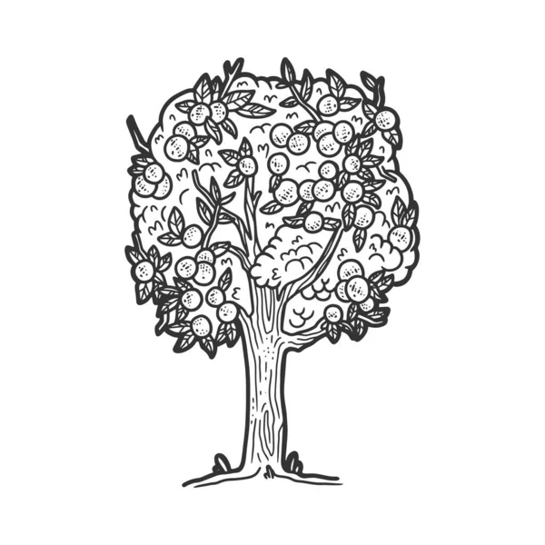 Apple árvore planta esboço gravura vetor ilustração. T-shirt design de impressão de vestuário. Imitação de raspadinha. Imagem desenhada à mão preto e branco. — Vetor de Stock