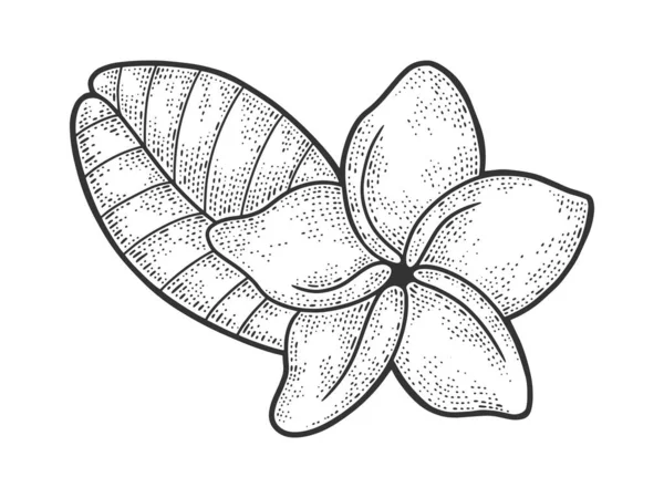 Plumeria flor esboço gravura vetor ilustração. T-shirt design de impressão de vestuário. Imitação de raspadinha. Imagem desenhada à mão preto e branco. —  Vetores de Stock