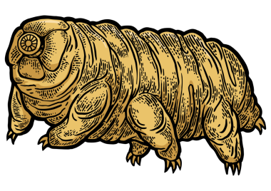 Tardigrad su ayısı kabartma PNG