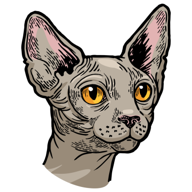 Sphynx kedisi hayvan kafası çizimi PNG oyması
