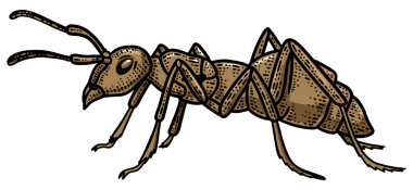 Karınca böceği çizimi PNG illüstrasyonuName