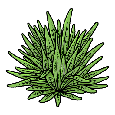 Agave bitki tekila içeriği renk çizimi PNG çizimi. Tişört giysisi baskısı tasarımı. Çizik tahtası taklidi. Siyah beyaz el çizimi resim.