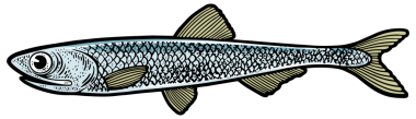 ançüez balığı çizimi PNG illüstrasyonu