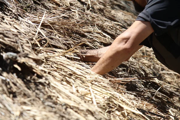 Bir zanaatkar sazdan çatıyı tamir ediyor.