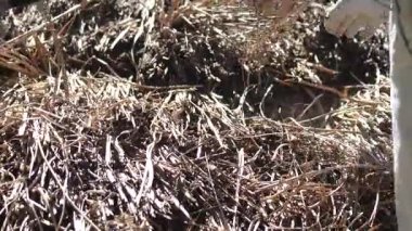 Bir zanaatkar sazdan çatıyı tamir ediyor.