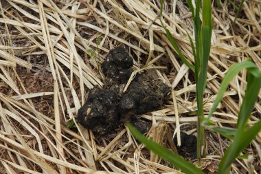 Dağlarda ayı dışkısı