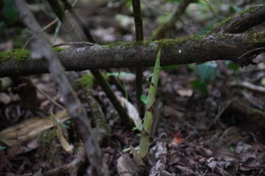 Vahşi eğilmiş bambu görüntüsü