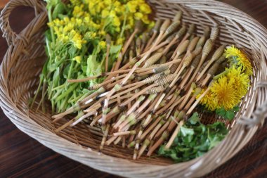 Hasat edilen yabani bitkilerin resmi