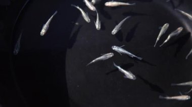 Medaka siyah bir küvette yüzüyor.