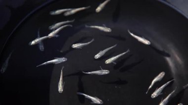 Medaka siyah bir küvette yüzüyor.