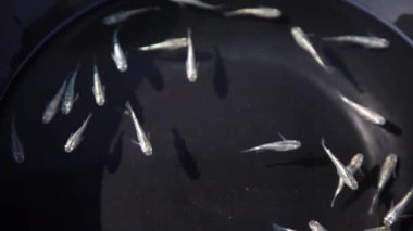 Medaka siyah bir küvette yüzüyor.