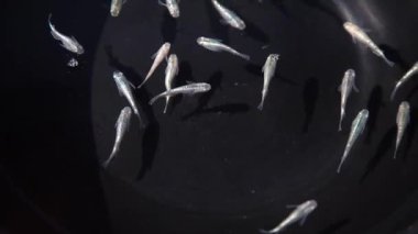 Medaka siyah bir küvette yüzüyor.