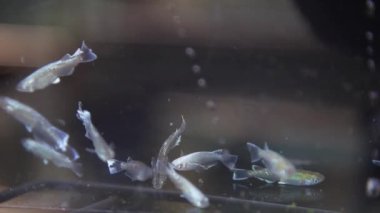 Medaka akvaryumda yüzüyor.