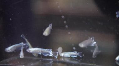 Medaka akvaryumda yüzüyor.
