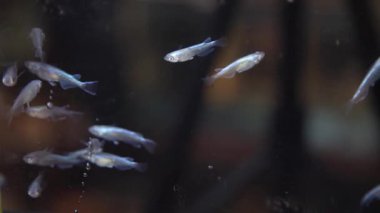 Medaka siyah bir küvette yüzüyor.