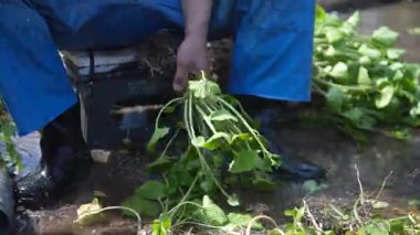 Wasabi hasat eden bir adam.