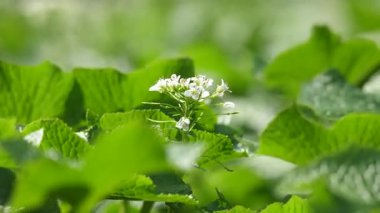 Wasabi çiçekleri rüzgarda sallanıyor