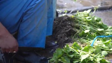 Wasabi hasat eden bir adam.