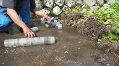 Wasabi hasat eden bir adam.