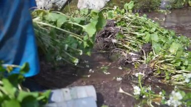 Wasabi hasat eden bir adam.