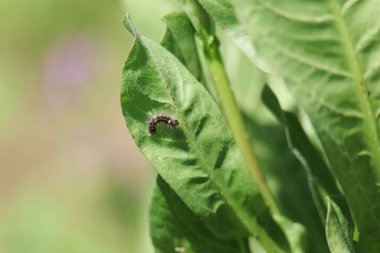 Yaprağın üzerinde tırtıl