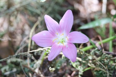 Imitation saffron swaying in the wind