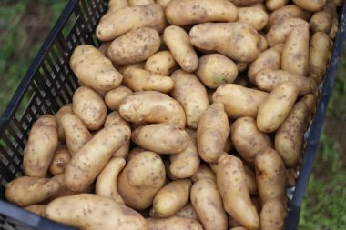 Bir sürü hasat edilmiş patates.