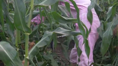 Mısır hasat eden bir adam.