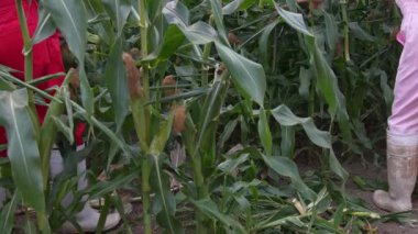 Mısır hasat eden bir adam.