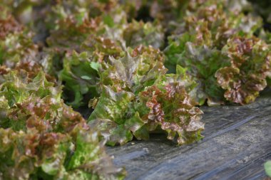 Güneşli marul rüzgarda sallanıyor