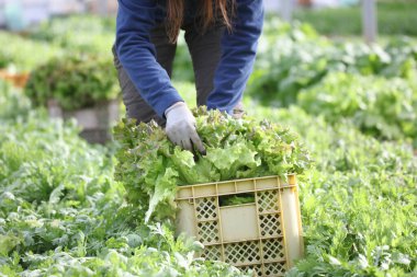 Sebze toplama görüntüsü