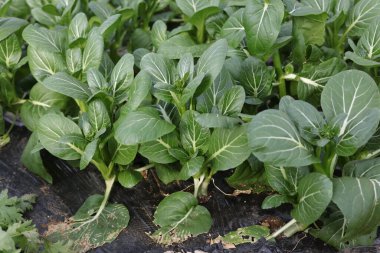 Komatsuna rüzgarda sallanıyor.