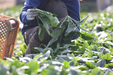 Ispanak hasat eden bir kadın.
