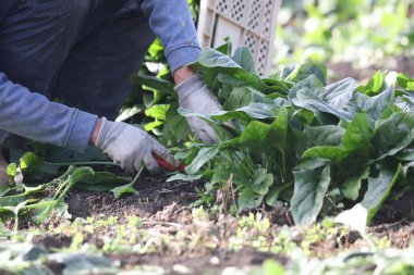 Ispanak toplayan bir adam.